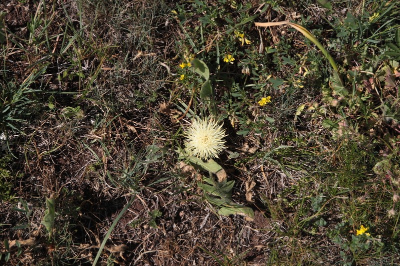 Centaurea rhizantha photo 5