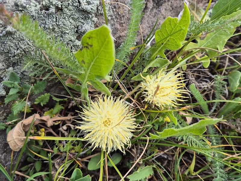 Centaurea rhizantha photo 6