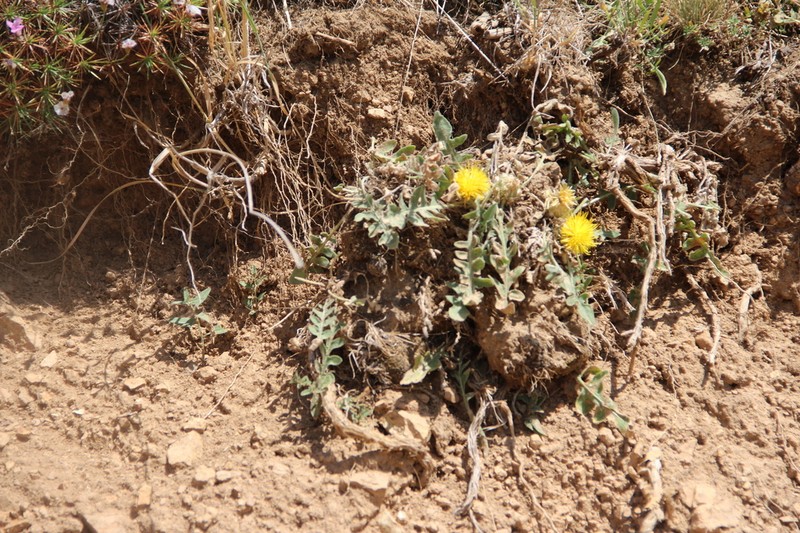 Centaurea rhizantha photo 7