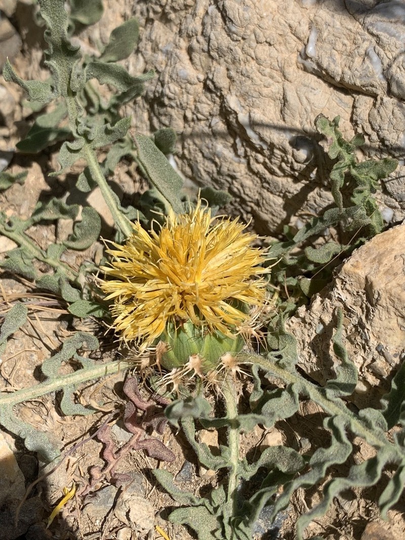 Centaurea rhizantha photo 8