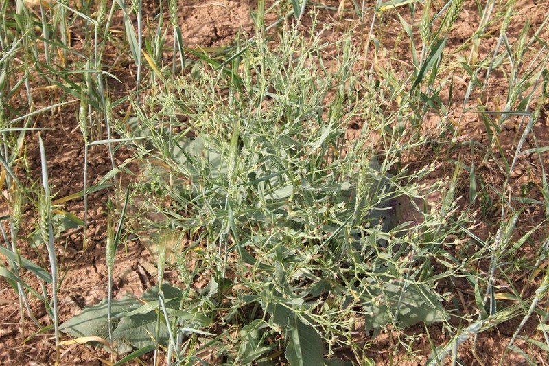 Centaurea rigida