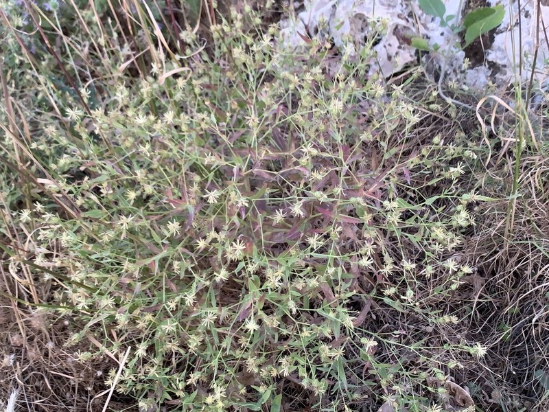 Centaurea rigida photo 2