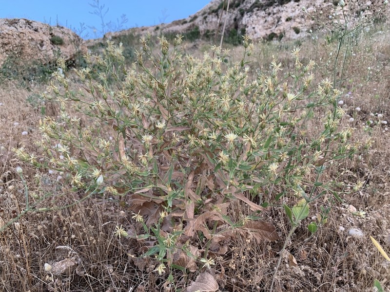 Centaurea rigida photo 5