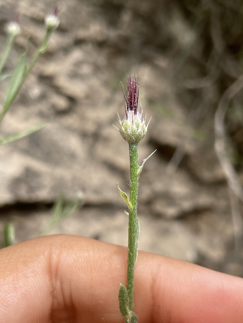 Centaurea rigida photo 7