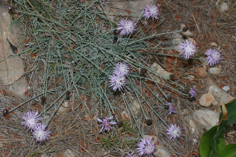 Centaurea rouyi photo 2