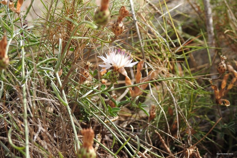 Centaurea rouyi photo 3