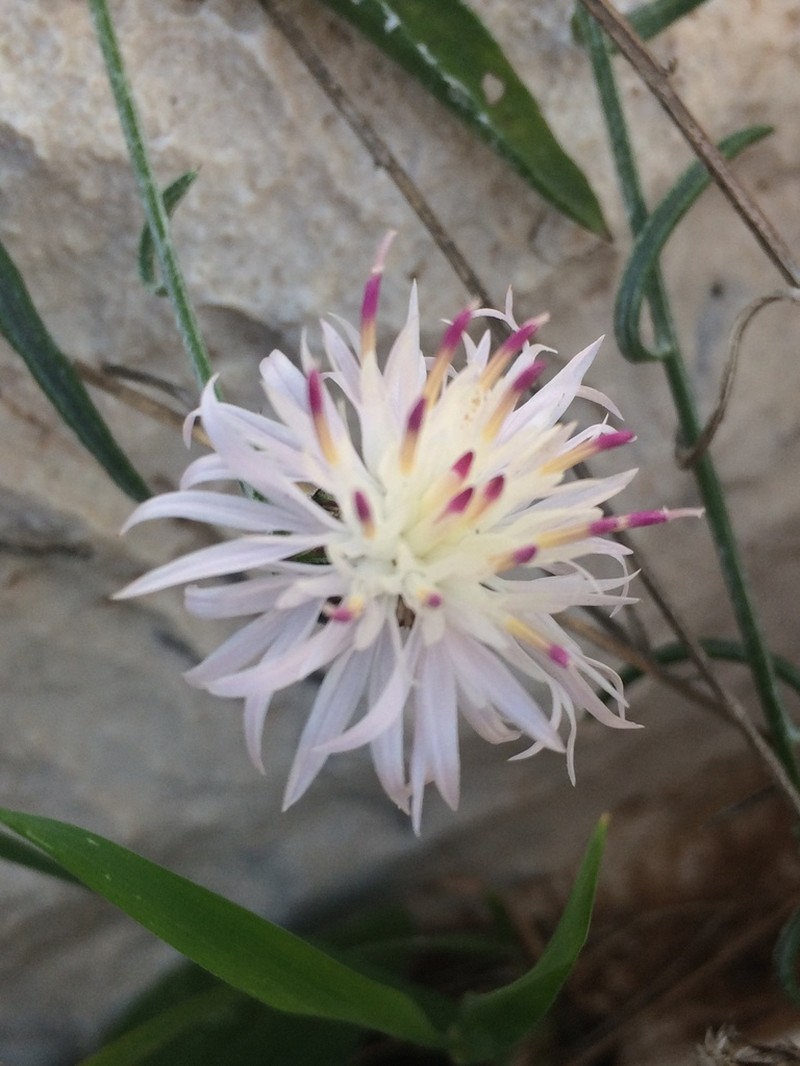 Centaurea rouyi photo 4