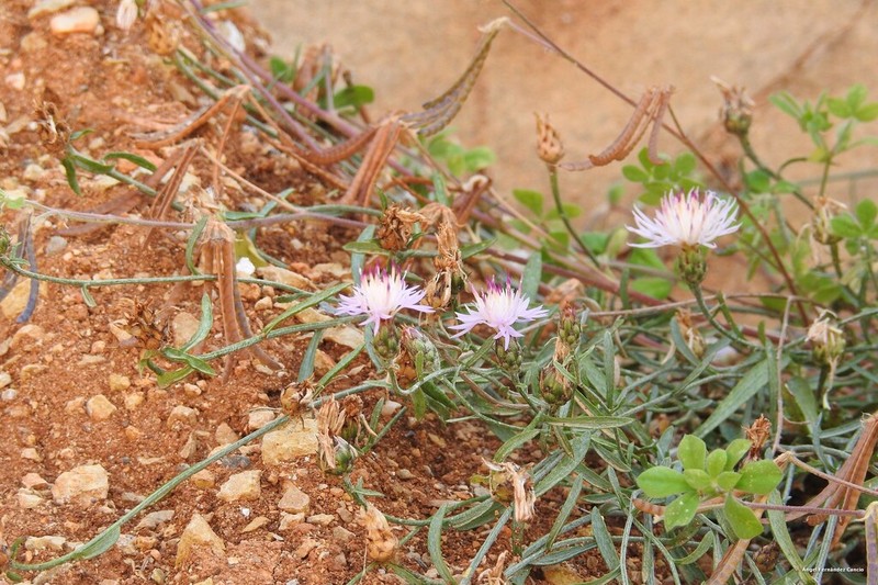 Centaurea rouyi photo 5