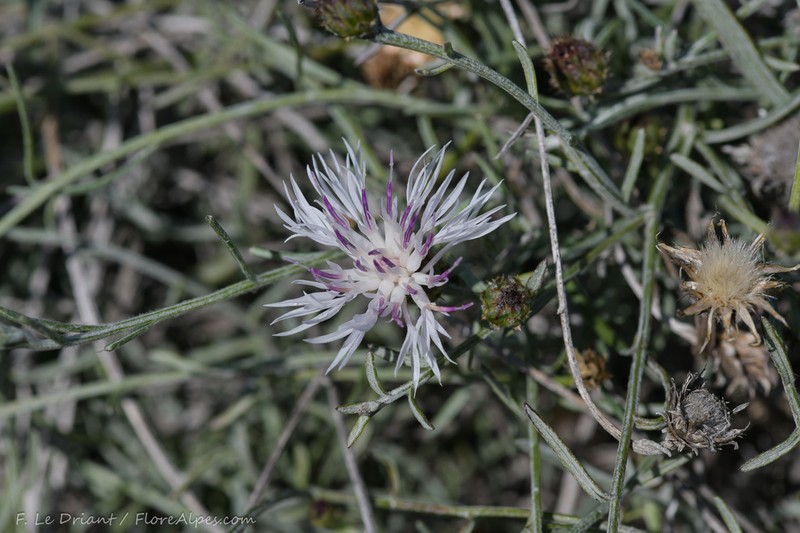 Centaurea rouyi photo 6
