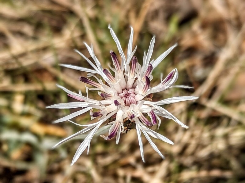 Centaurea rouyi photo 8