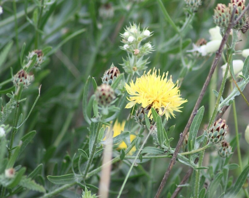 Centaurea rumelica