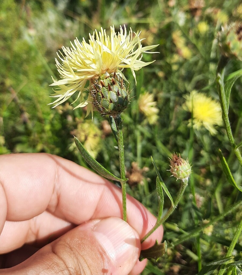 Centaurea rumelica photo 2