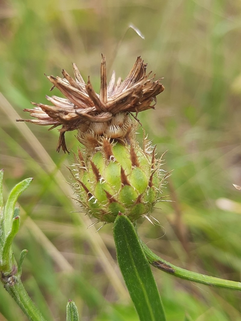 Centaurea rumelica photo 3