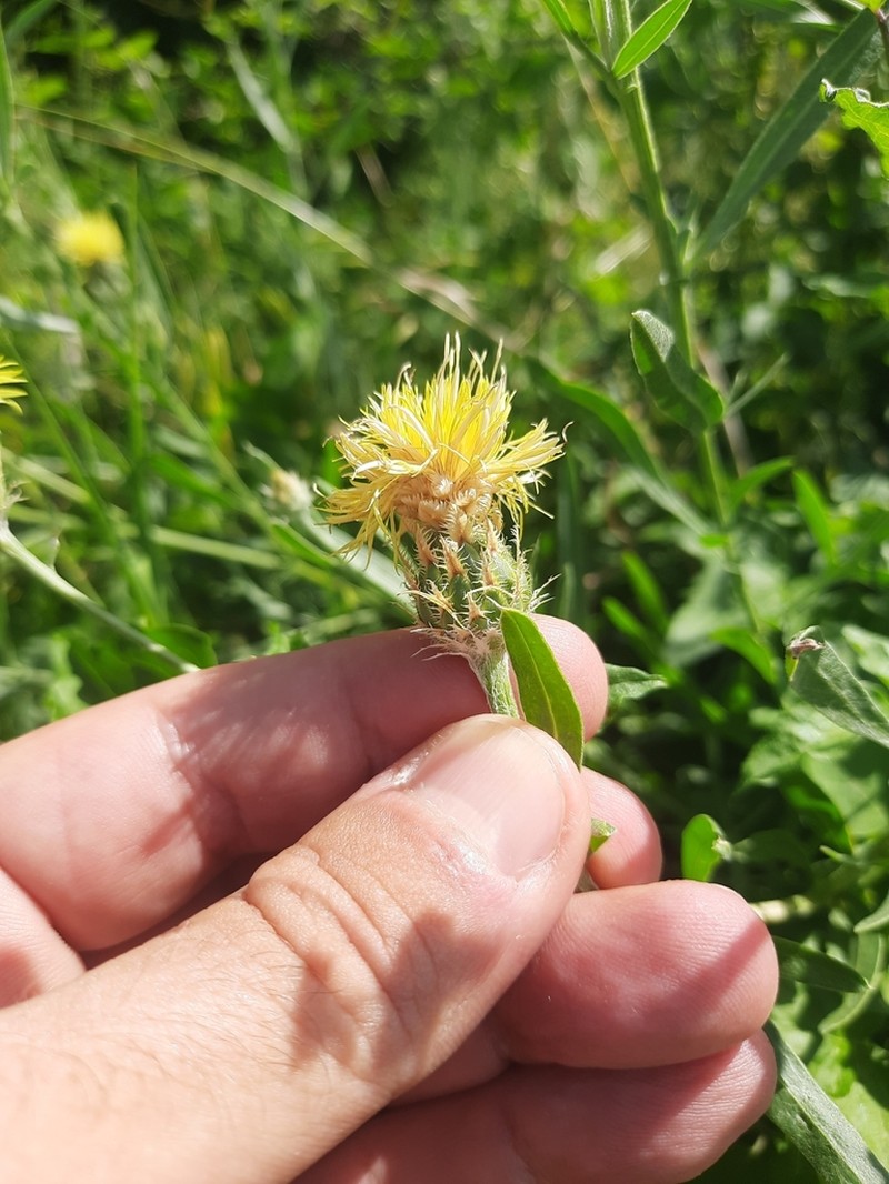 Centaurea rumelica photo 4