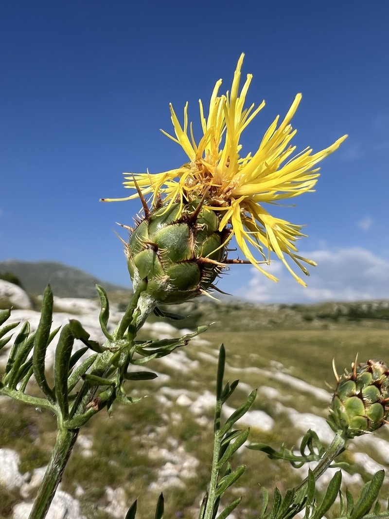 Centaurea rupestris