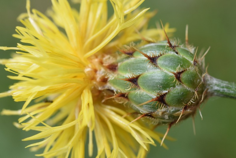 Centaurea rupestris photo 2