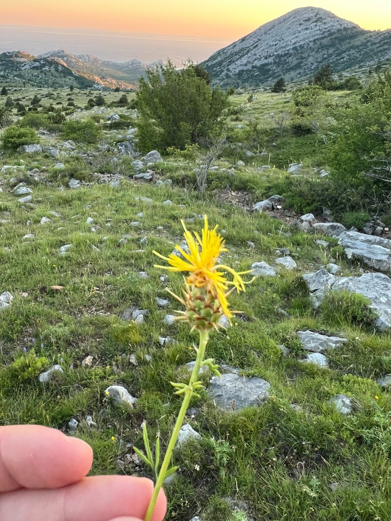 Centaurea rupestris photo 3