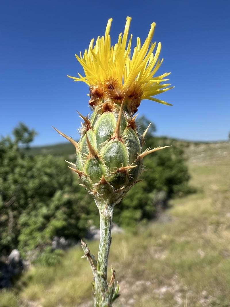 Centaurea rupestris photo 4