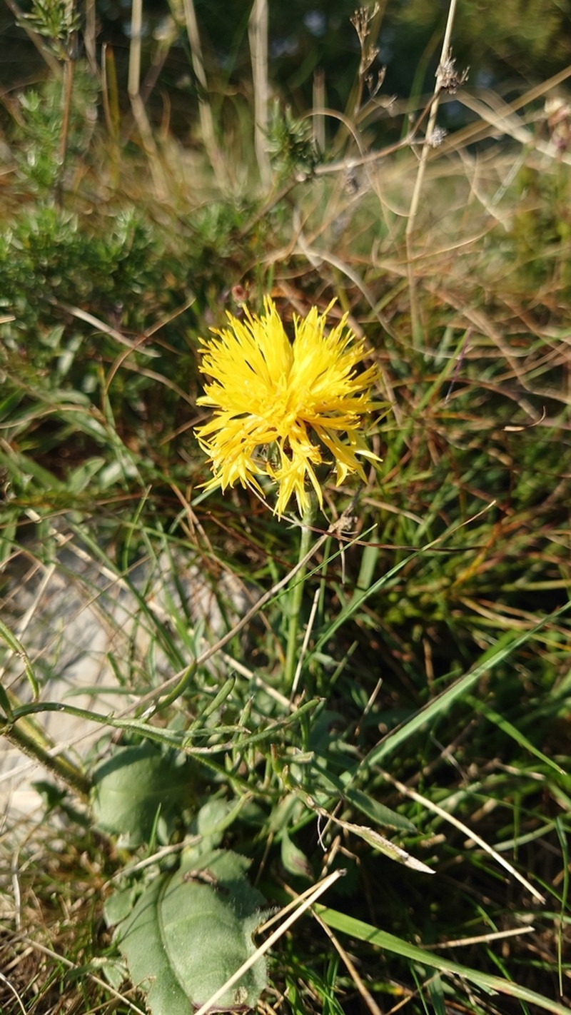 Centaurea rupestris photo 5