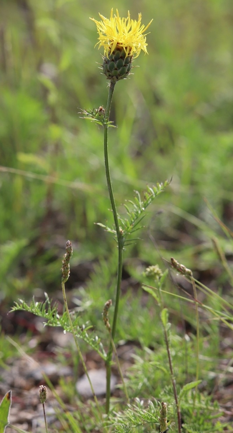 Centaurea rupestris photo 6