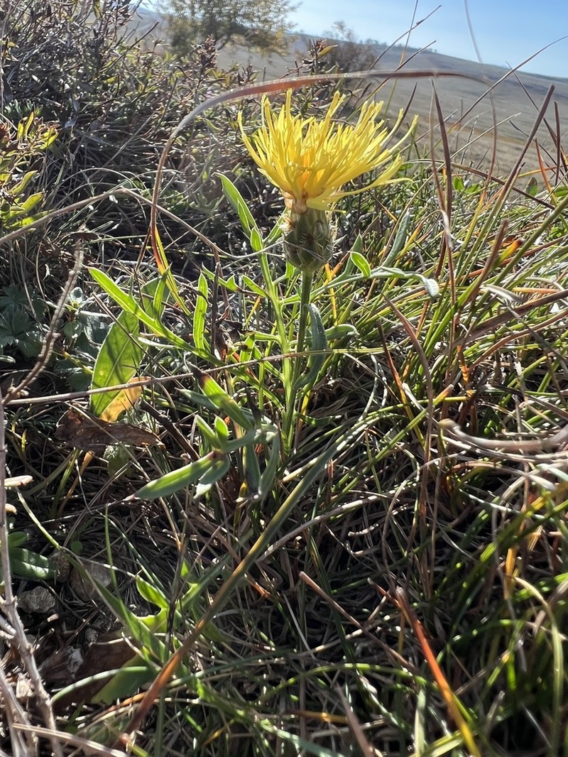 Centaurea rupestris photo 7