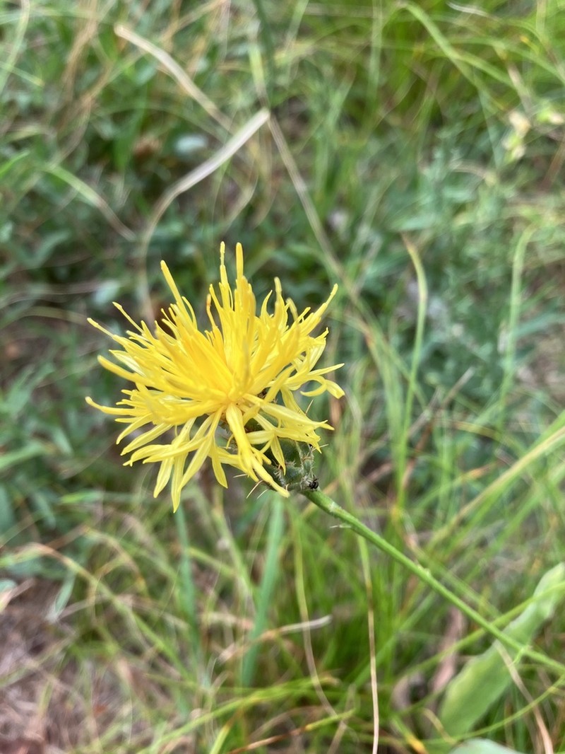 Centaurea rupestris photo 8