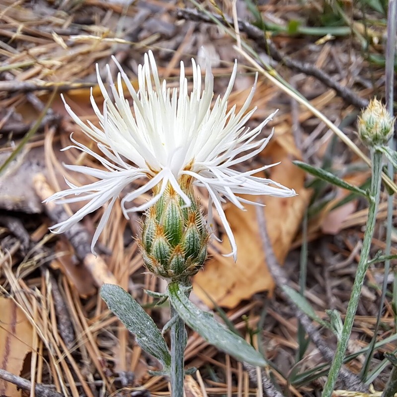 Centaurea rutifolia photo 2