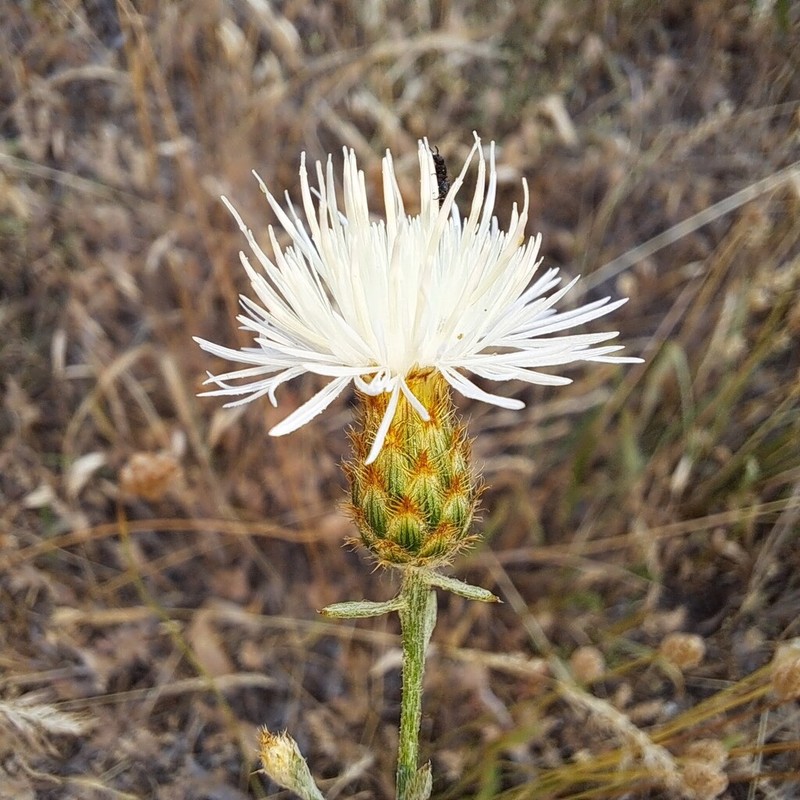 Centaurea rutifolia photo 3