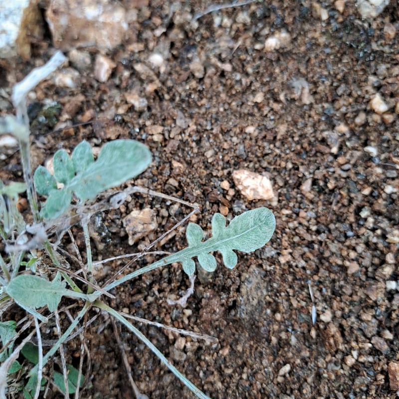 Centaurea rutifolia photo 4