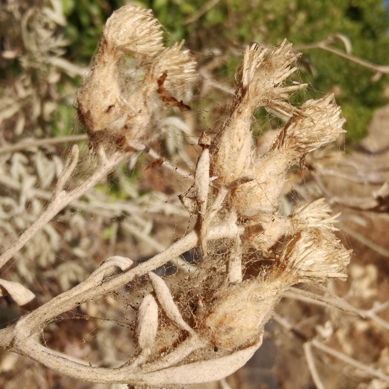 Centaurea rutifolia photo 5