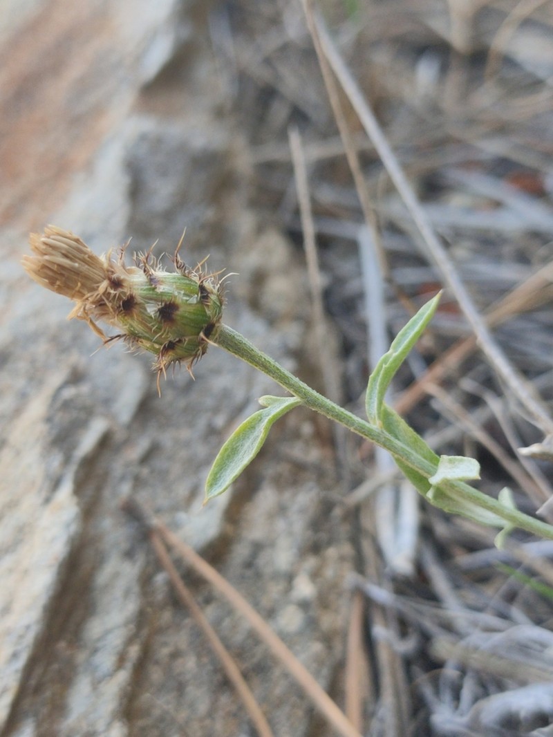 Centaurea sagredoi