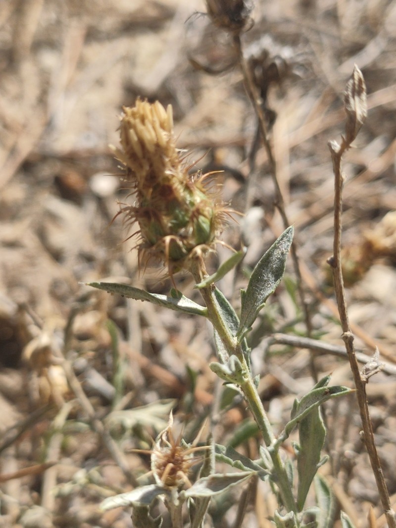 Centaurea sagredoi photo 2