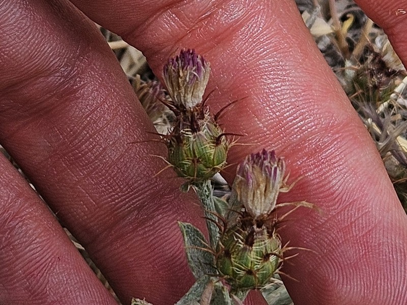Centaurea sagredoi photo 3