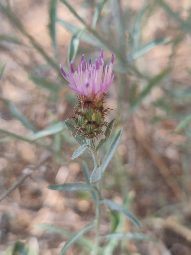 Centaurea sagredoi photo 4
