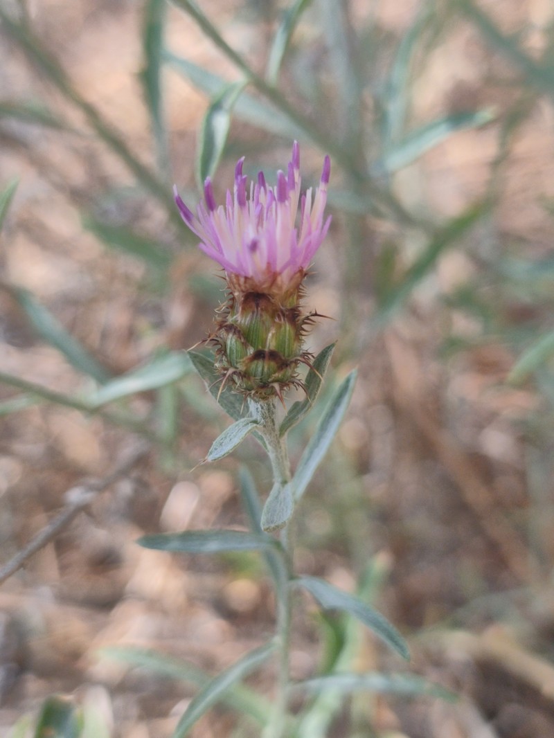 Centaurea sagredoi photo 5