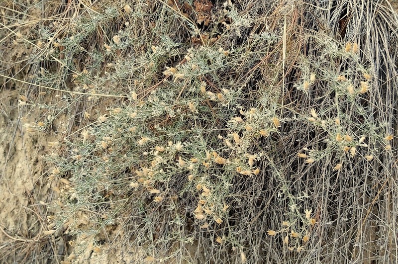 Centaurea sakarensis