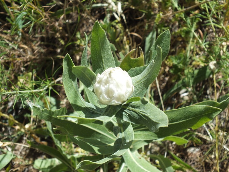 Centaurea saligna