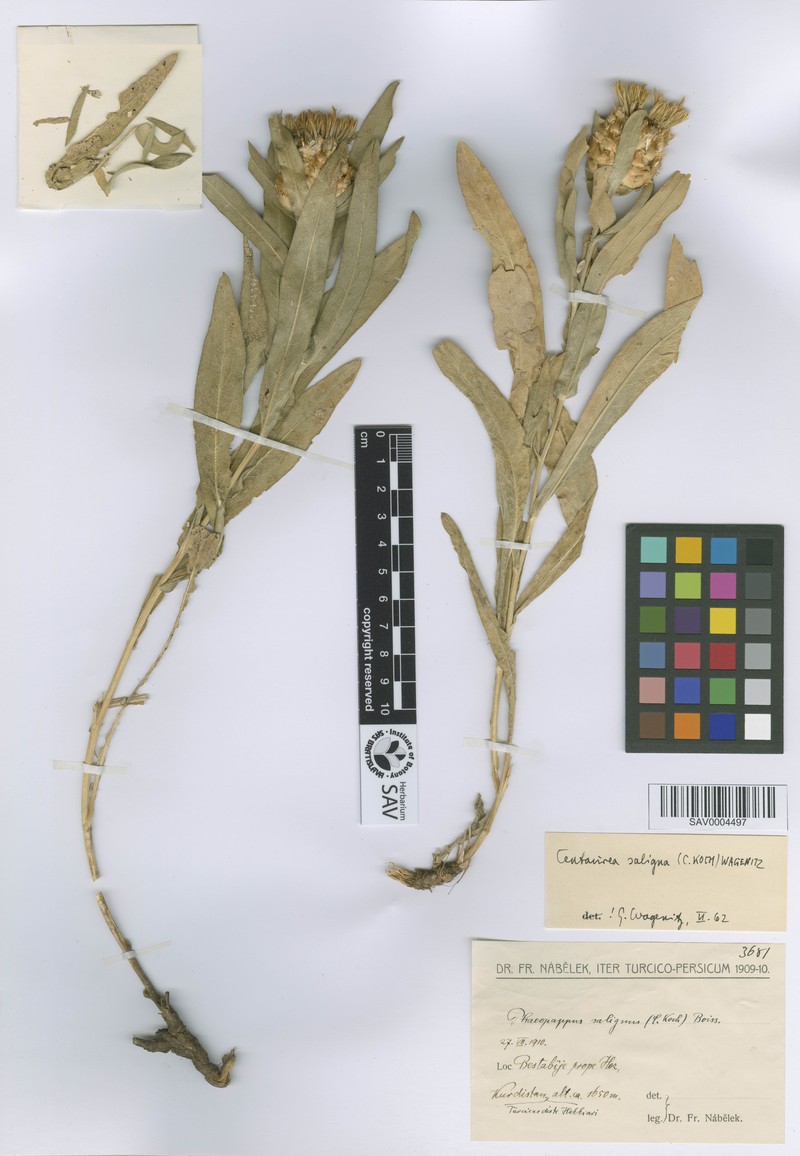 Centaurea saligna photo 3