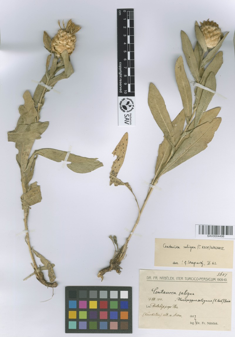 Centaurea saligna photo 4