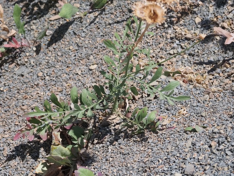 Centaurea salonitana