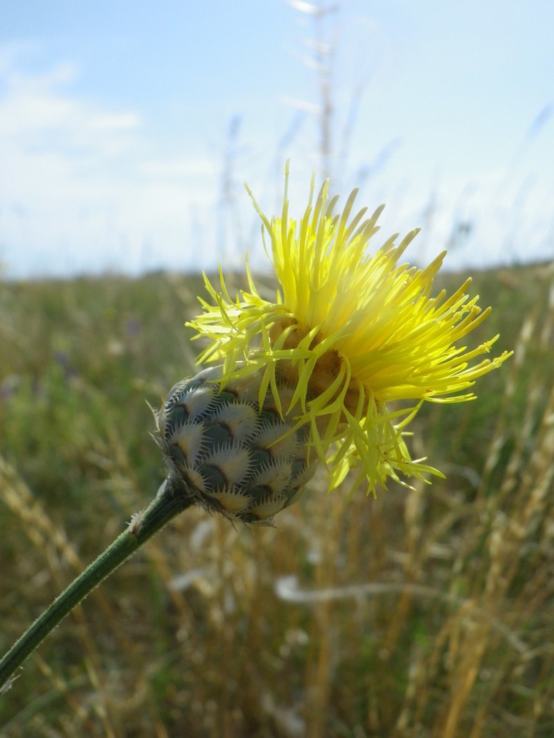 Centaurea salonitana photo 2