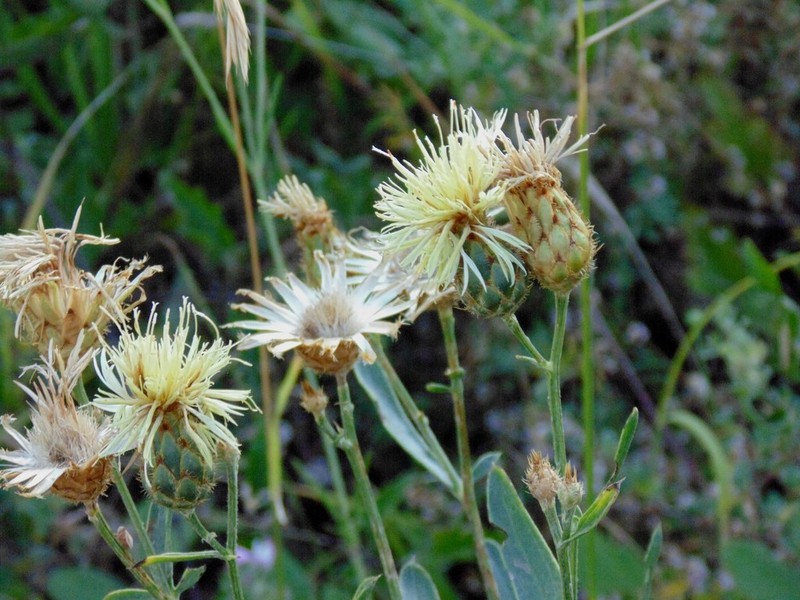 Centaurea salonitana photo 3