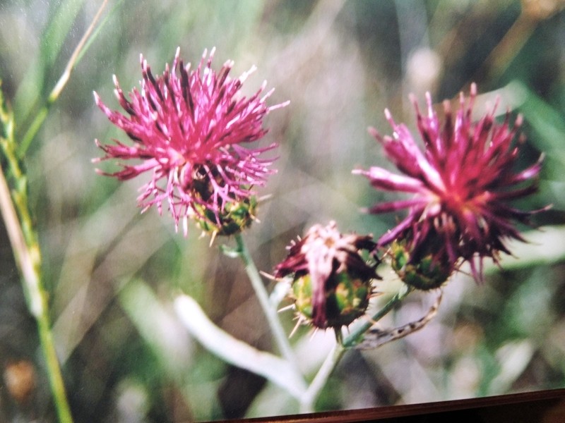 Centaurea salonitana photo 4
