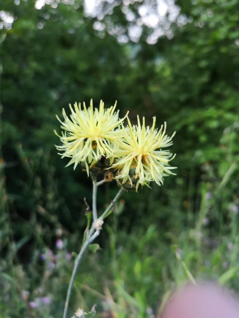 Centaurea salonitana photo 5
