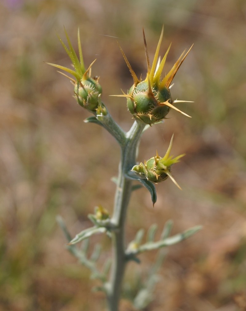 Centaurea salonitana photo 6