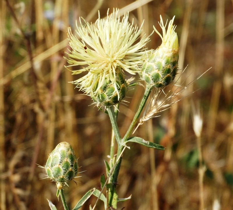 Centaurea salonitana photo 7