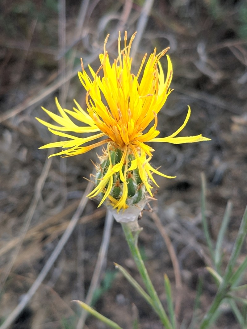 Centaurea salonitana photo 8