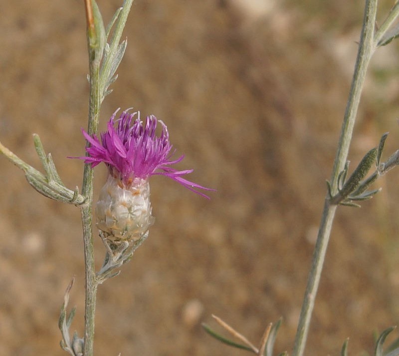Centaurea sarandinakiae photo 2