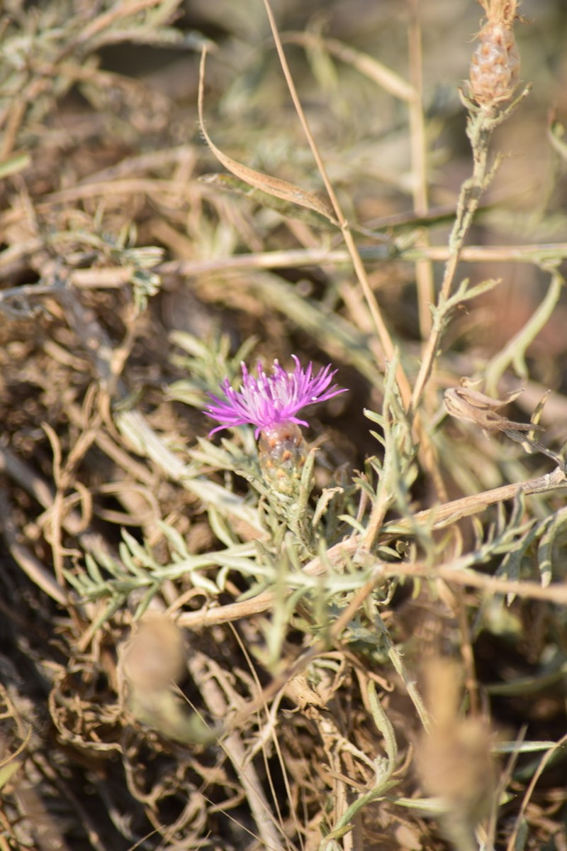 Centaurea sarandinakiae photo 4