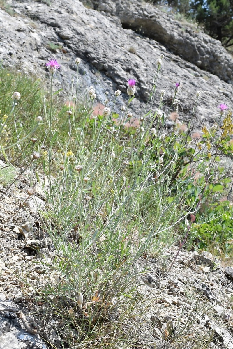 Centaurea sarandinakiae photo 5